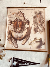 Load image into Gallery viewer, Pfurtschelter Frog Wall Map
