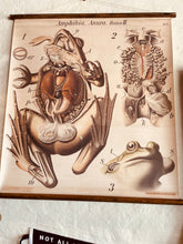 Load image into Gallery viewer, Pfurtschelter Frog Wall Map
