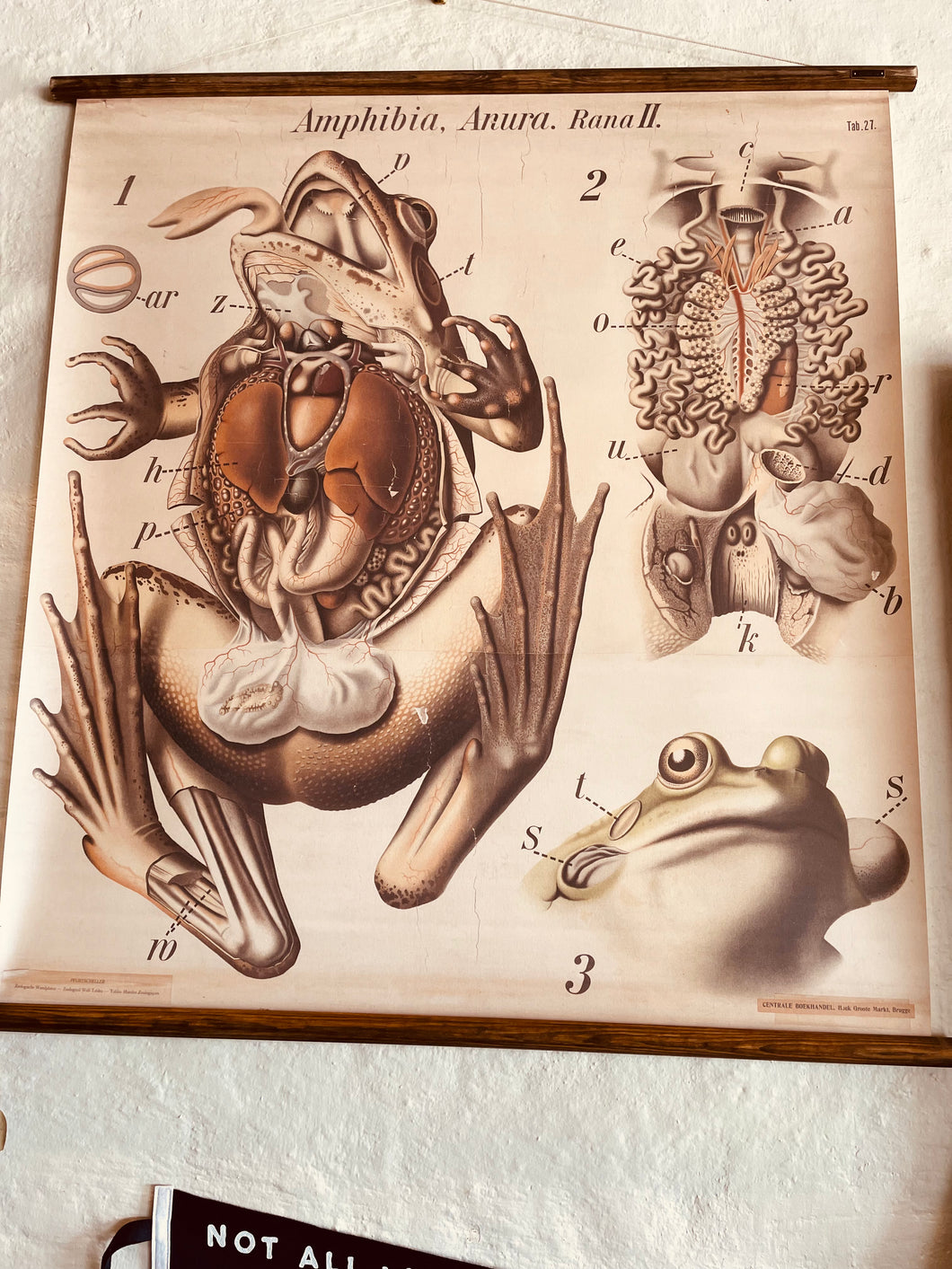 Pfurtschelter Frog Wall Map